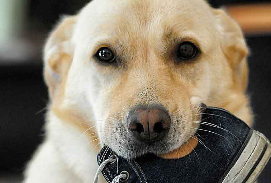 Produit test pedigree pour chien